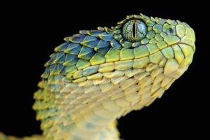 snake, Reptiles, Animals, Macro, Lizard scales