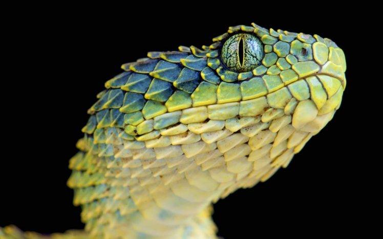 snake, Reptiles, Animals, Macro, Lizard scales HD Wallpaper Desktop Background