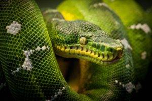 snake, Reptiles, Animals