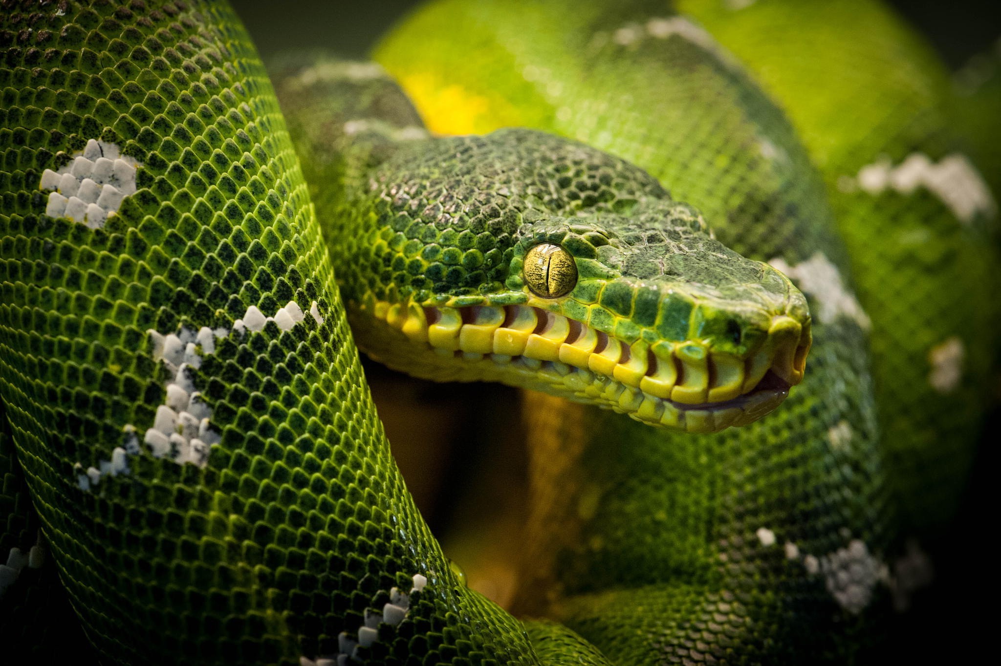 природа животные змея зеленый бесплатно