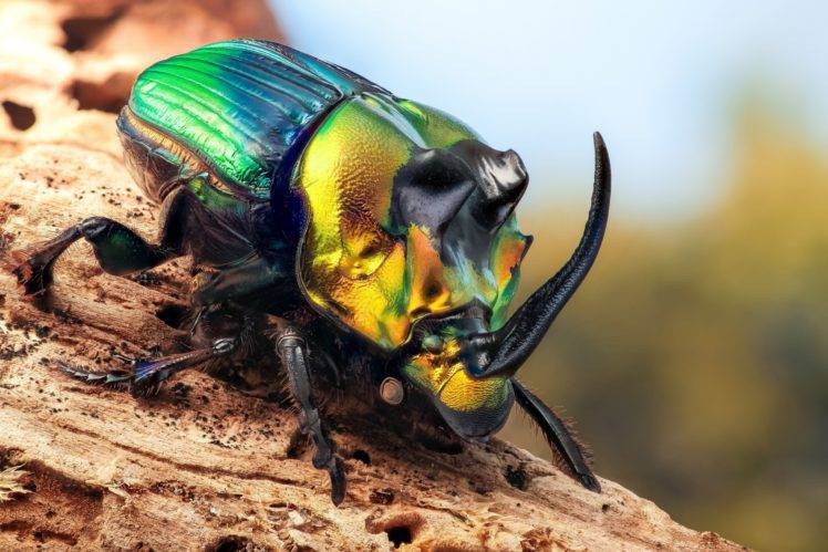 animals, Insect, Beetles, Macro HD Wallpaper Desktop Background