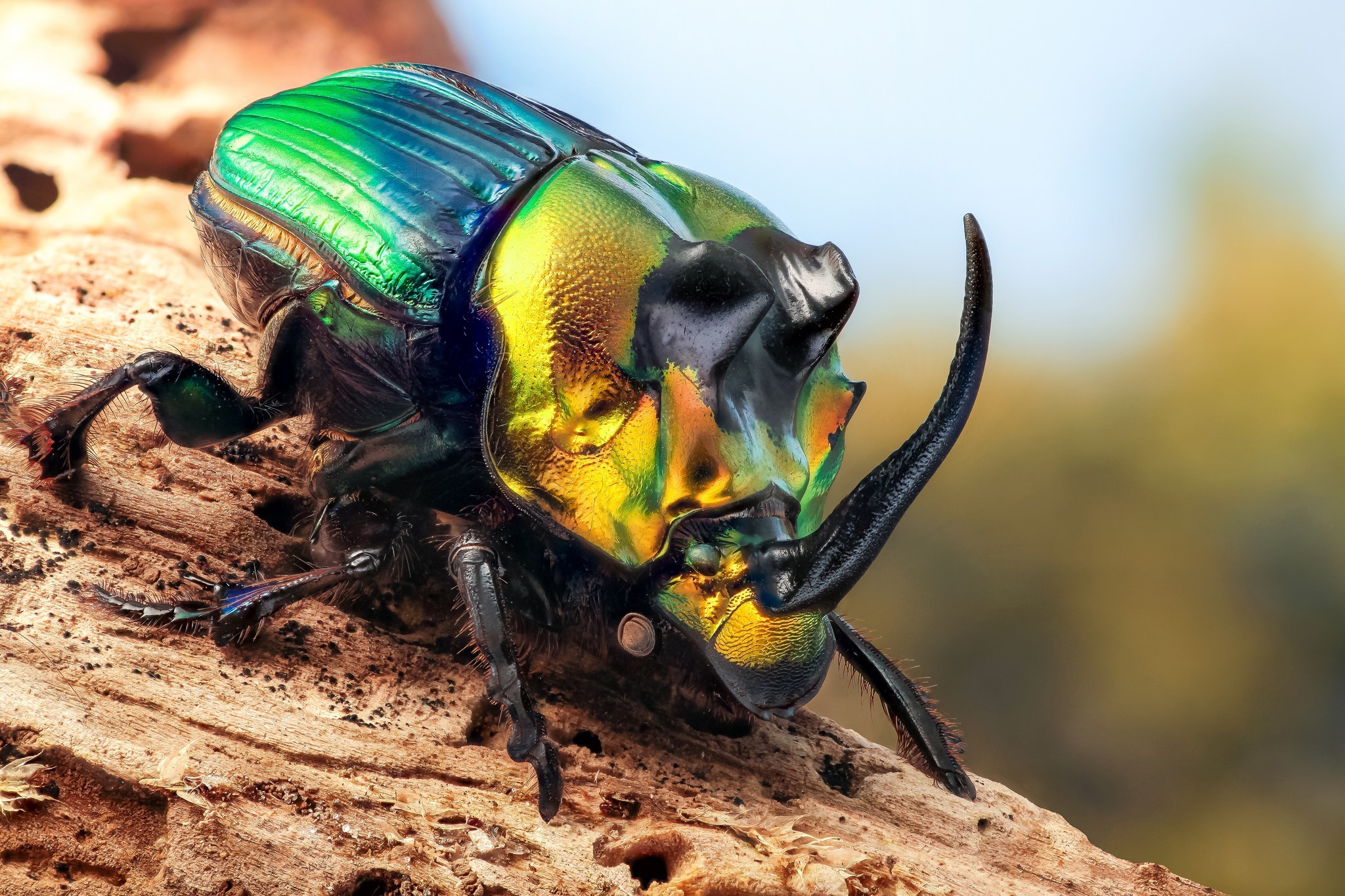 animals, Insect, Beetles, Macro Wallpaper
