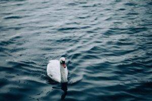 swan, Pond, Water, 鹅, Animals
