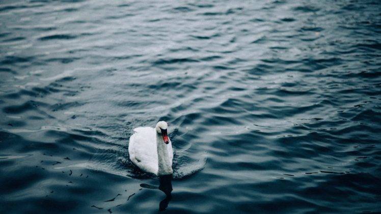 swan, Pond, Water, 鹅, Animals HD Wallpaper Desktop Background