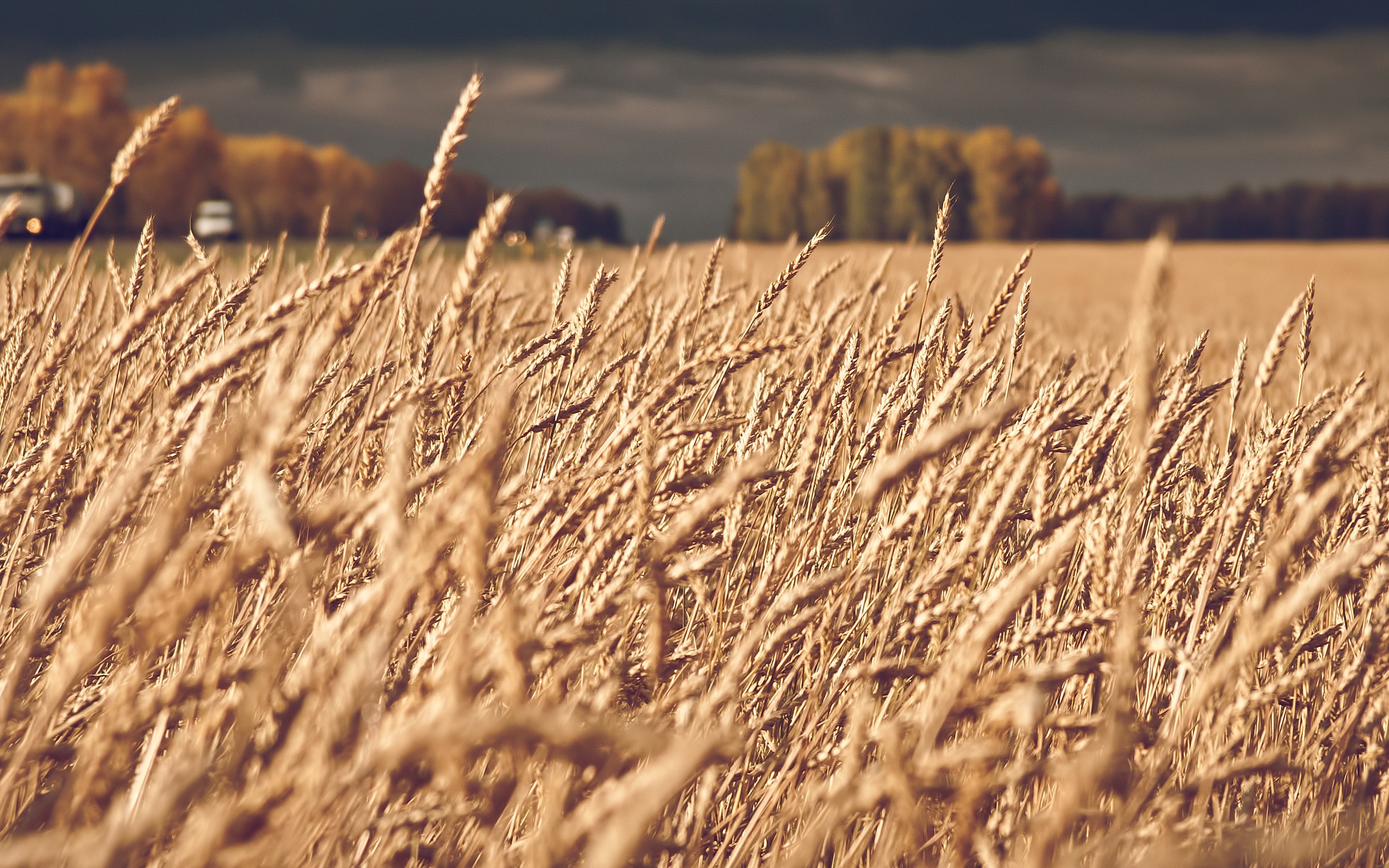 landscape, Nature, Field, Spikelets Wallpaper