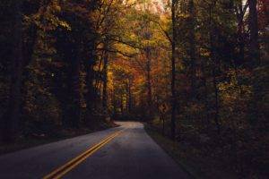 road, Fall, Leaves, Nature