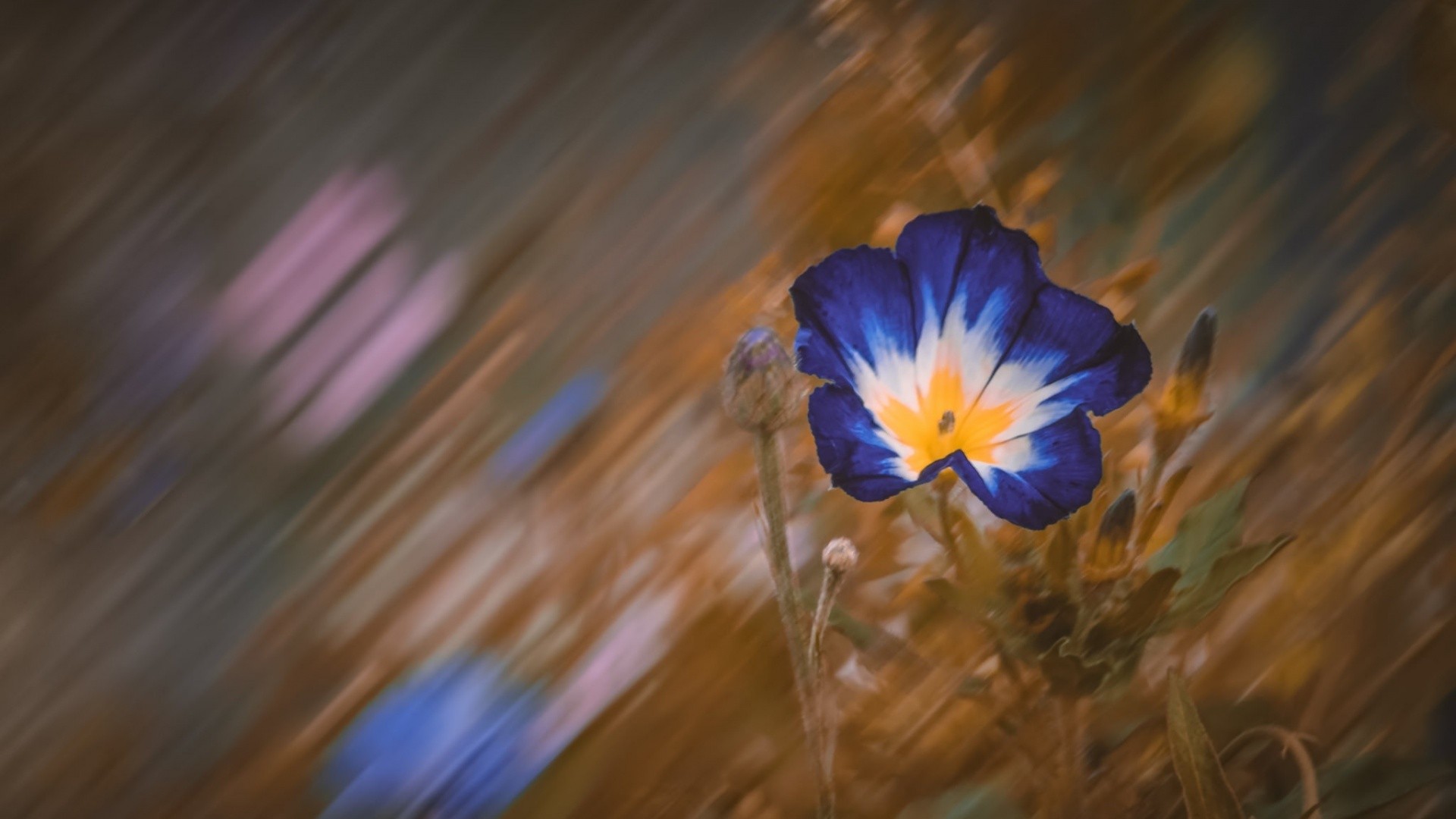 bokeh, Flowers, Plants Wallpaper