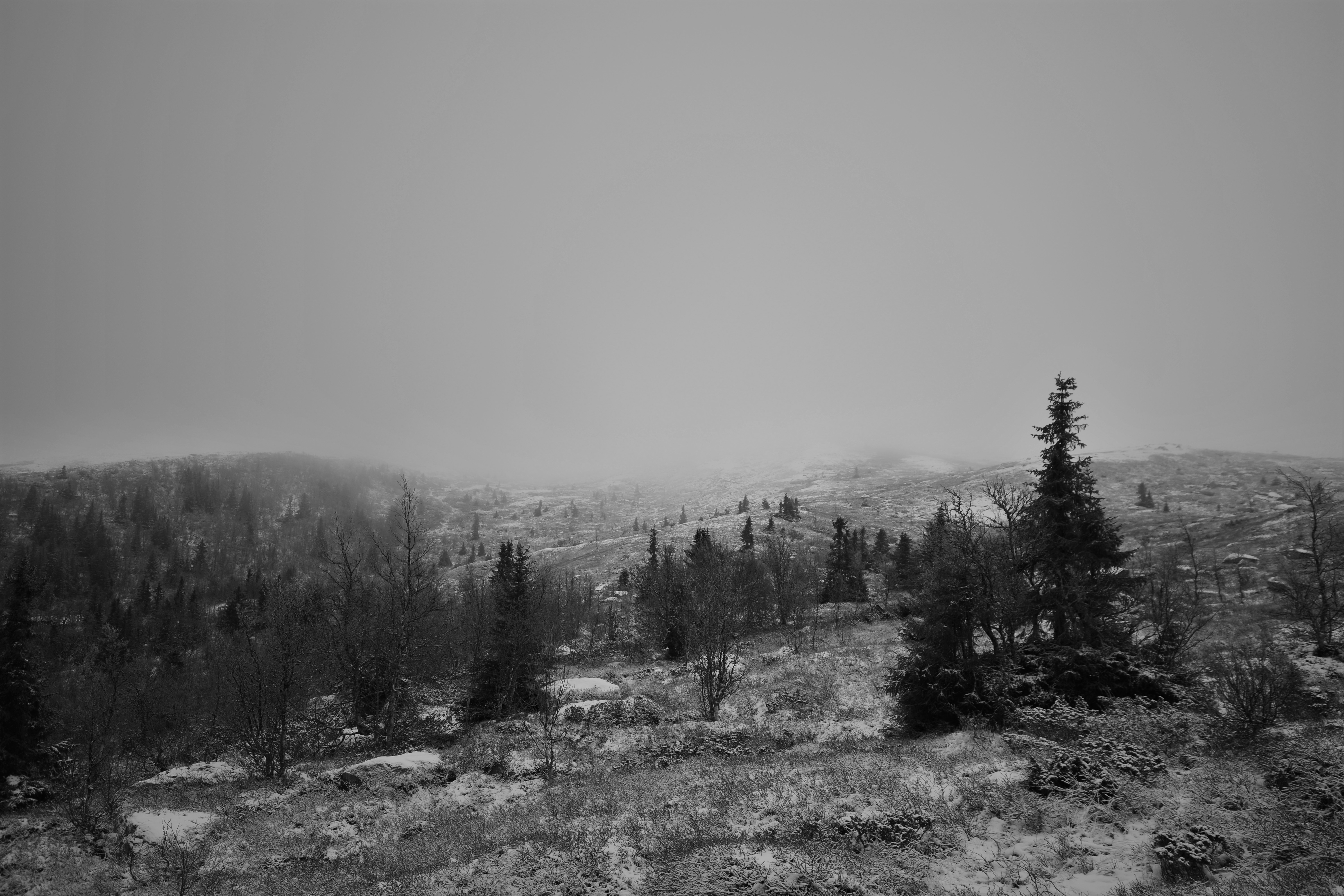 winter, Fall, Landscape, Black, White, Mist, Norway, Mountains, Forest, Spruce Wallpaper