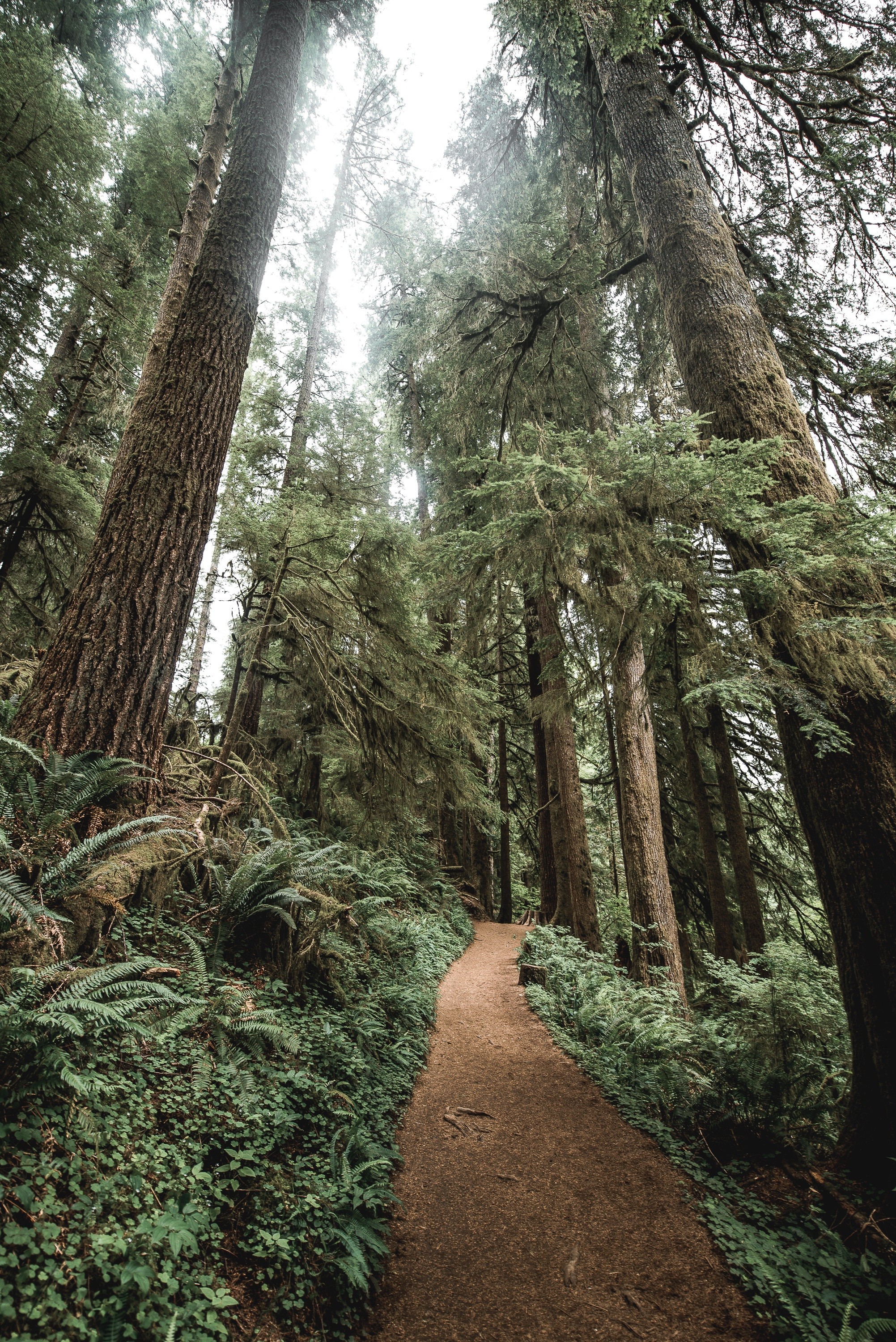 nature, Road, Trees Wallpaper