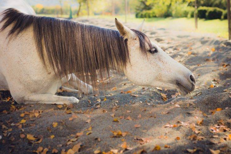 Horse Fall Wallpapers Hd Desktop And Mobile Backgrounds
