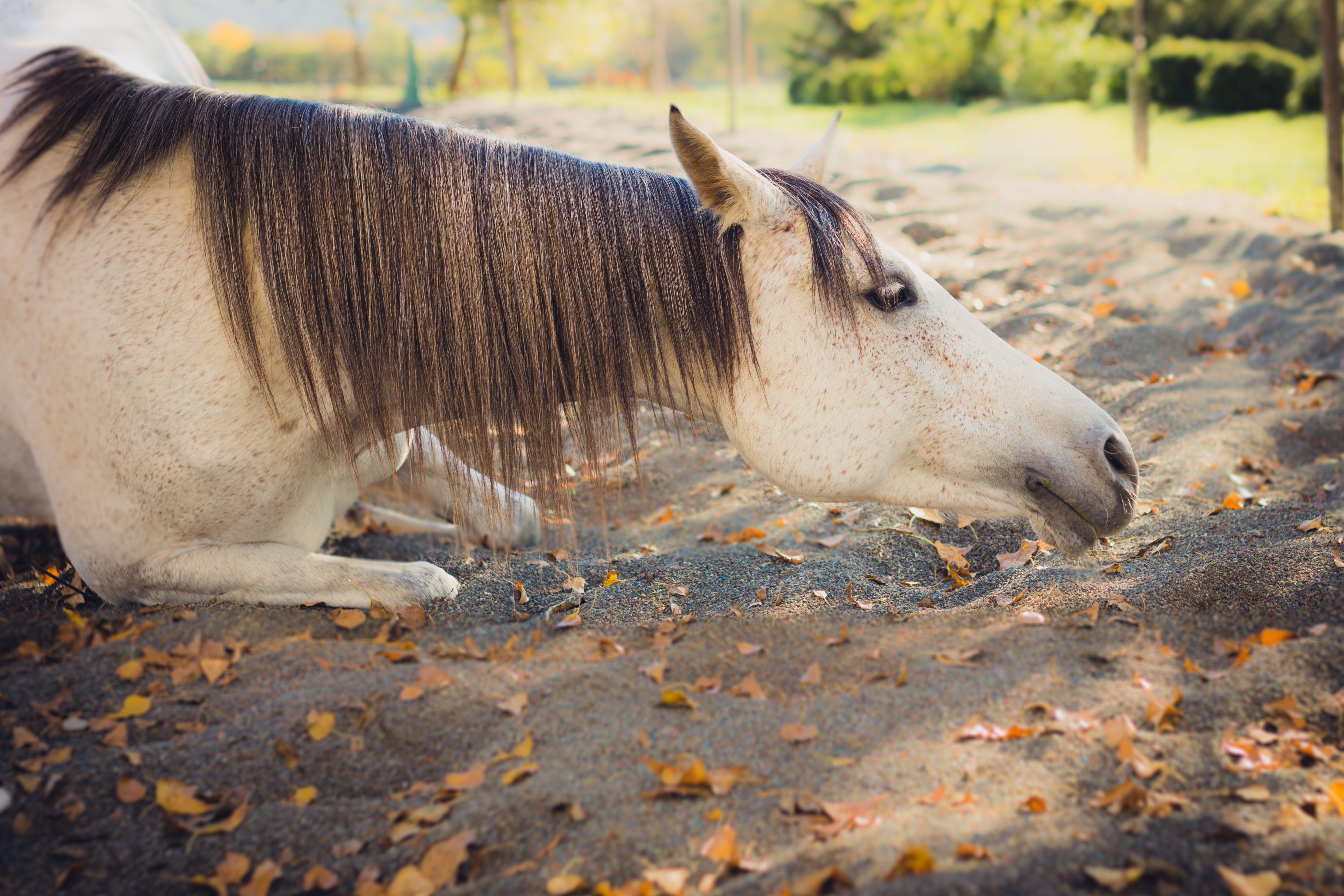 horse, Fall Wallpaper