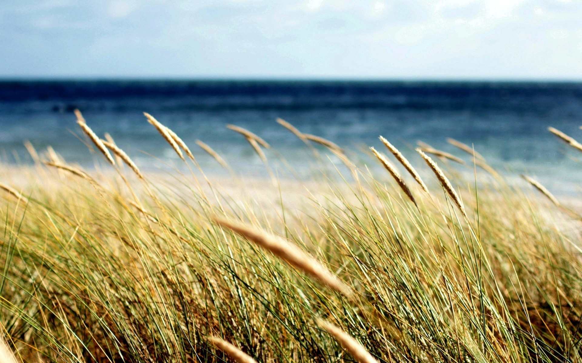 природа трава море загрузить