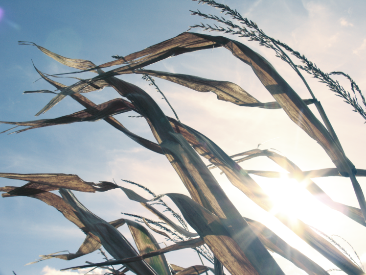 Poland, Fall, Nature, Wheat, Sky, Sun HD Wallpaper Desktop Background