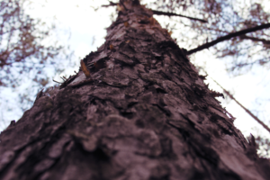 Poland, Fall, Nature, Trees, Tree bark, Forest