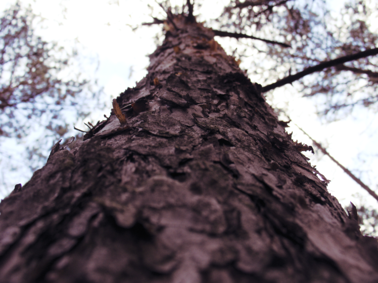 Poland, Fall, Nature, Trees, Tree bark, Forest HD Wallpaper Desktop Background