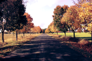 Poland, Fall, Nature, Trees, Road