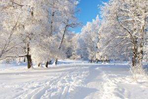 snow, Winter, Trees