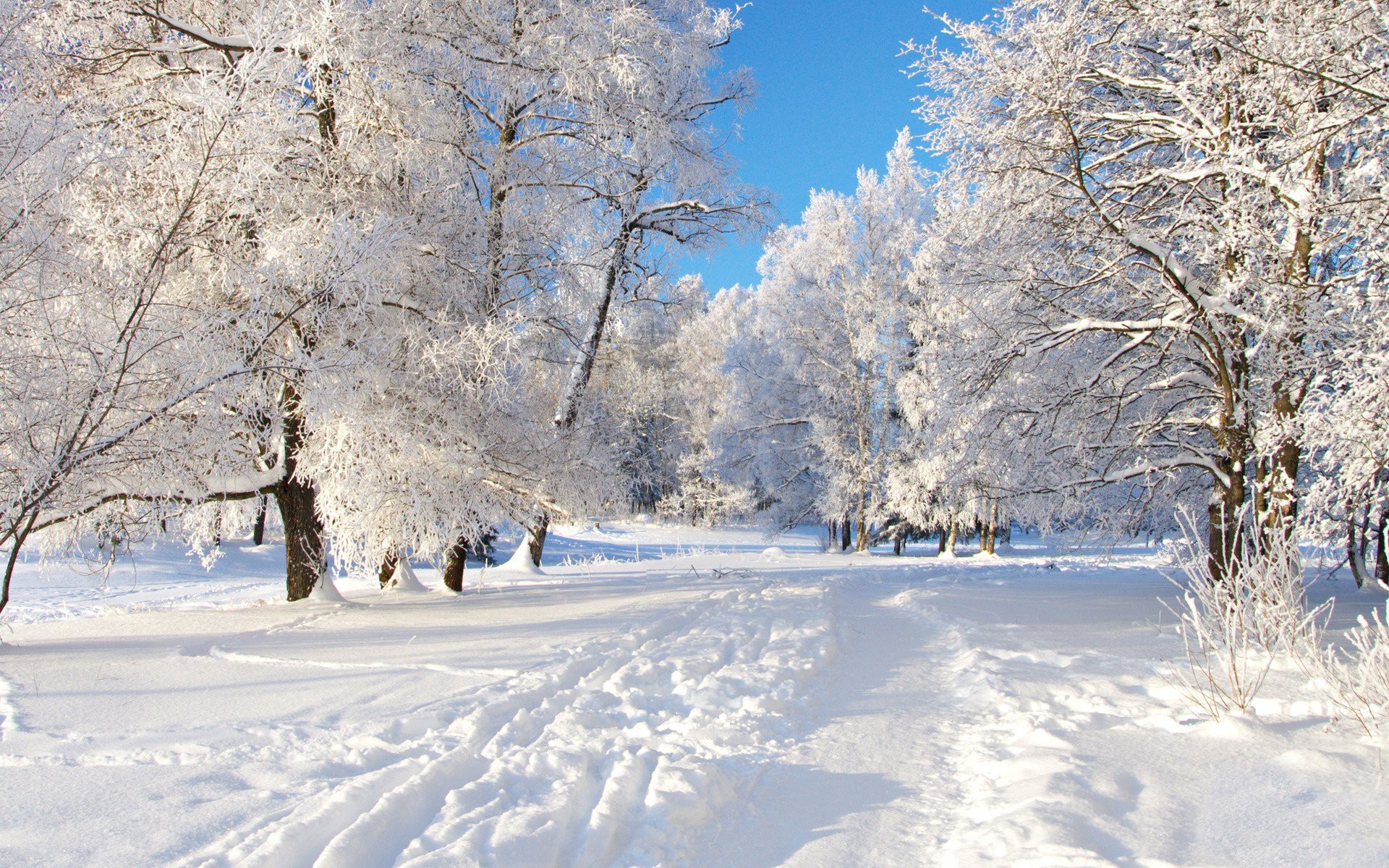 snow, Winter, Trees Wallpaper