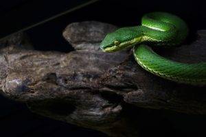 snake, Nature, Toxic