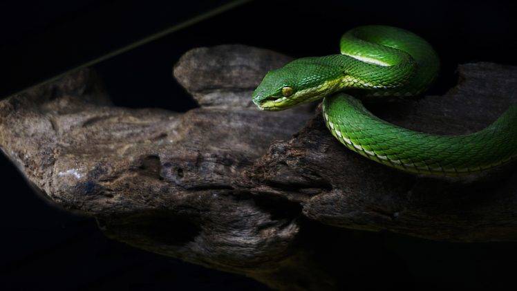snake, Nature, Toxic HD Wallpaper Desktop Background