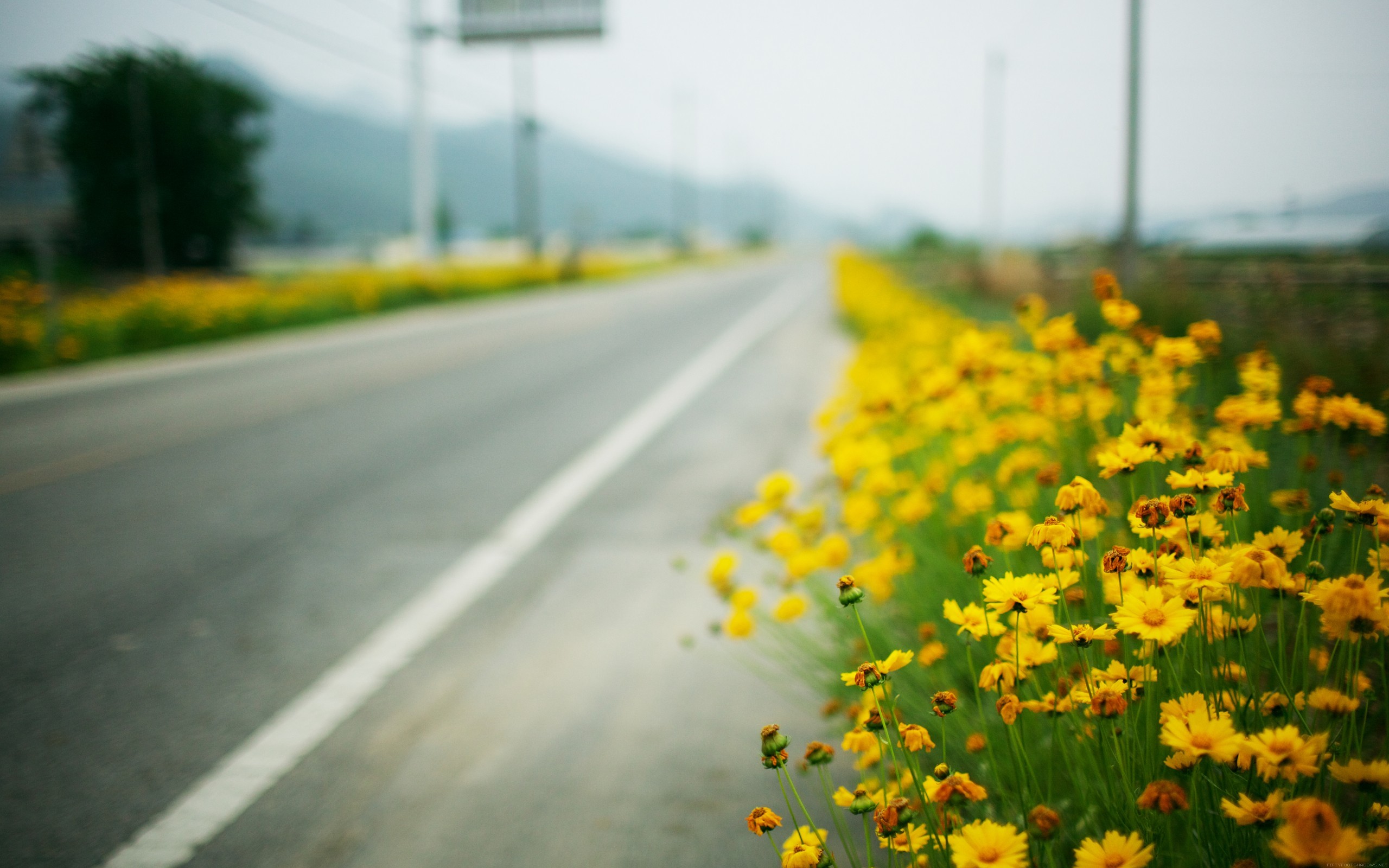 landscape, Flowers, Road Wallpaper