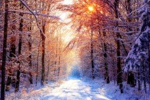 landscape, Forest, Sunlight, Winter
