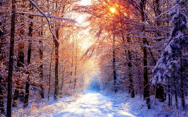 landscape, Forest, Sunlight, Winter HD Wallpaper Desktop Background