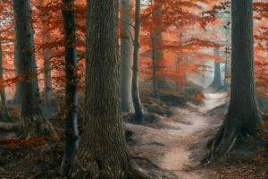 nature, Photography, Landscape, Forest, Path, Fall, Leaves, Trees, Atmosphere, Morning, Mist