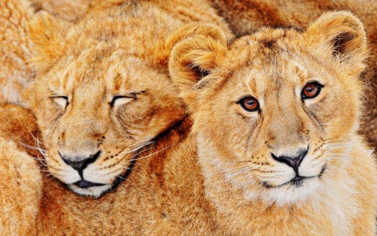 animals, Lion, Cat, Big cats HD Wallpaper Desktop Background