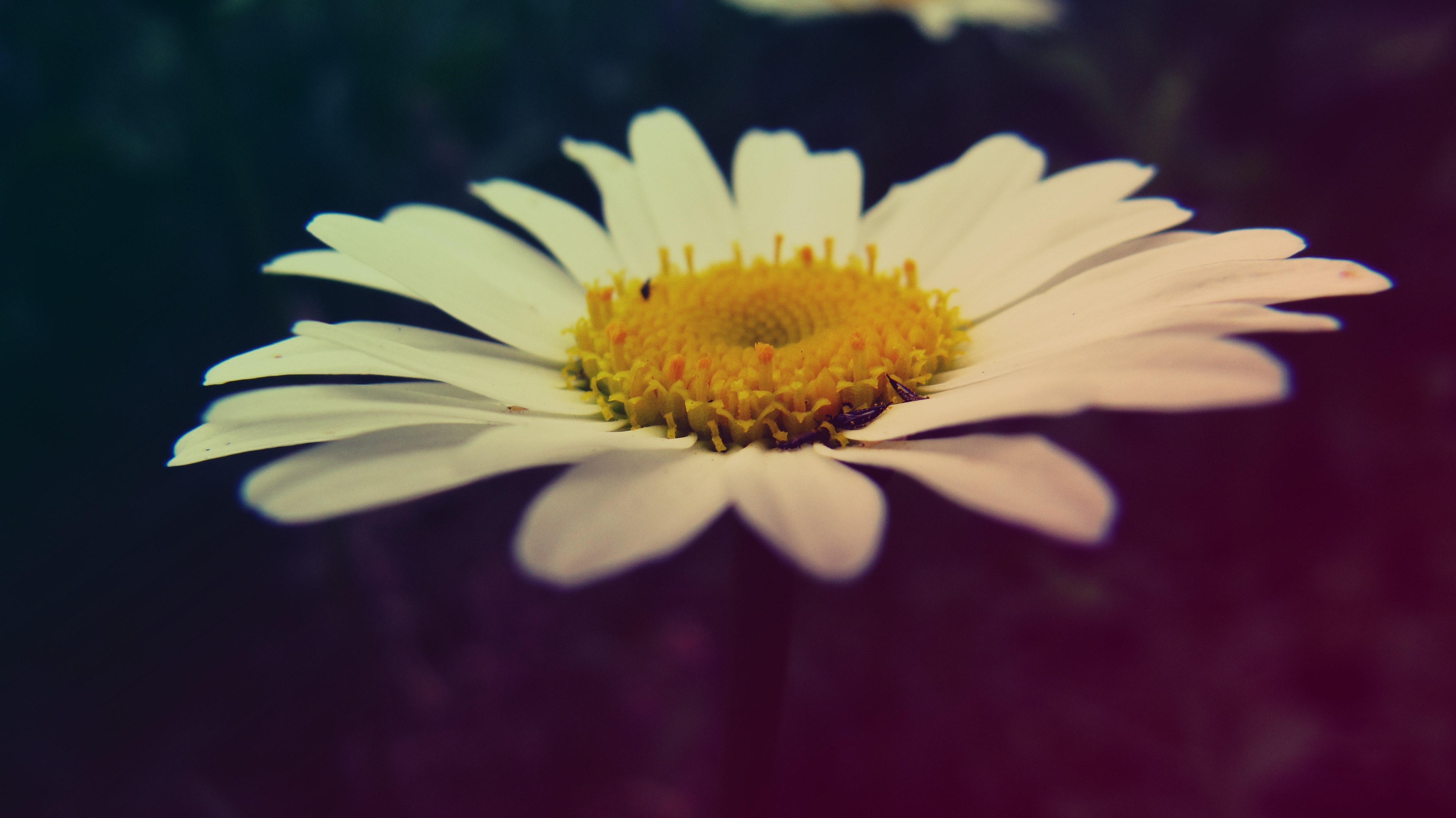 macro, Flowers, Chamomile Wallpaper