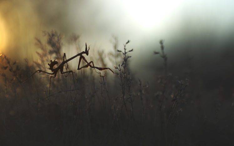 insect, Nature, Mantis, Empusa HD Wallpaper Desktop Background