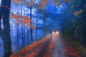 walking, Landscape, Photography, Nature, Forest, Road, Fall, Leaves, Morning, Mist, Hills, Lights