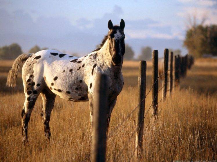 horse HD Wallpaper Desktop Background