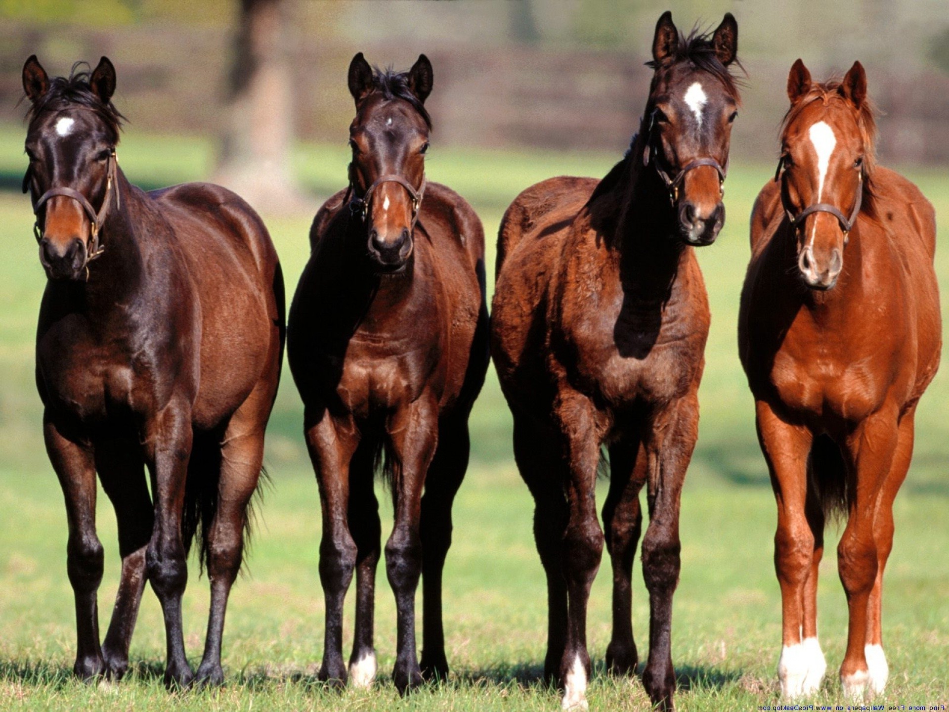 Four horses. Популяция внутривидовые взаимодействия. Лошадь. Много лошадей. Лошадь спереди.