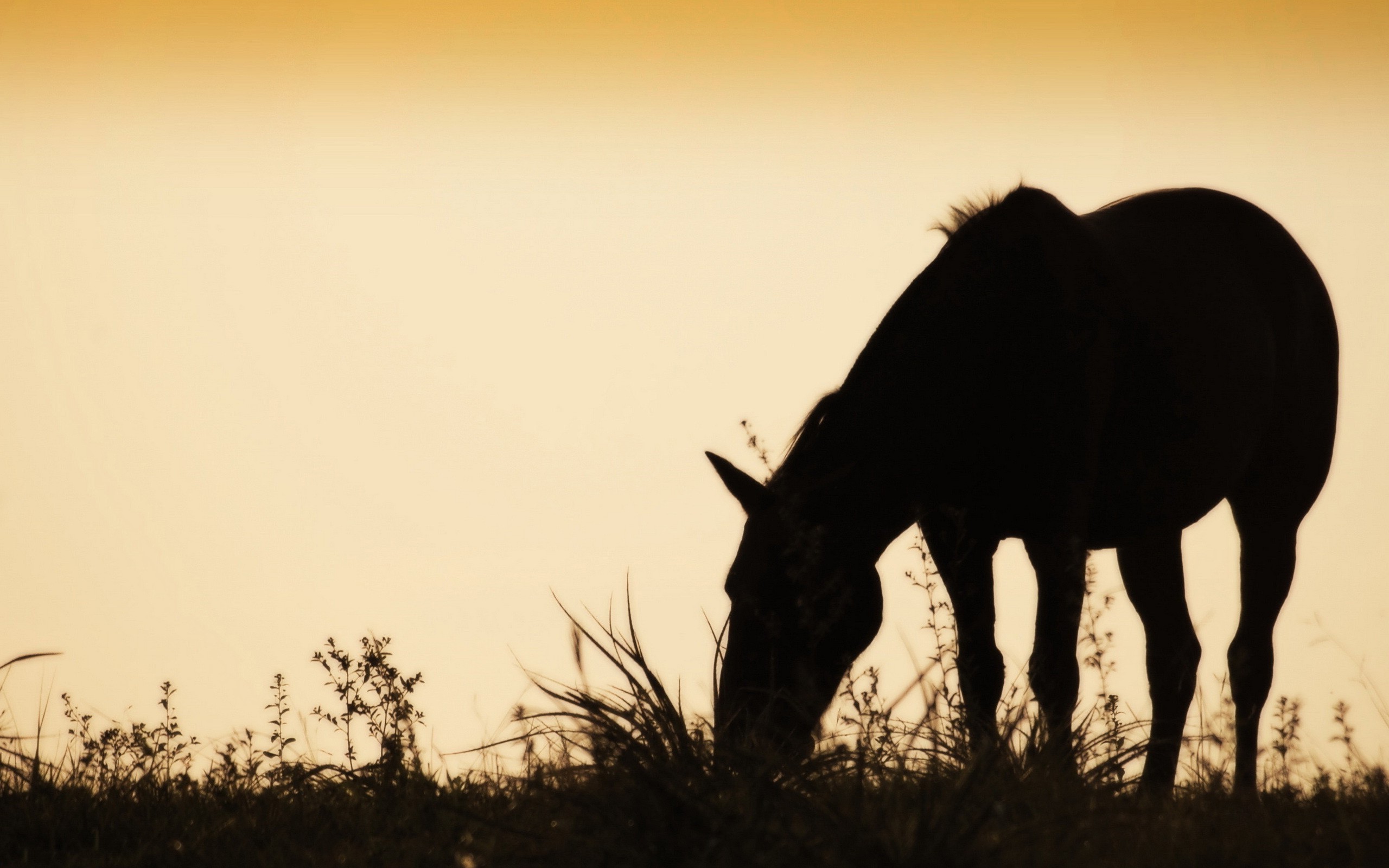 horse Wallpaper