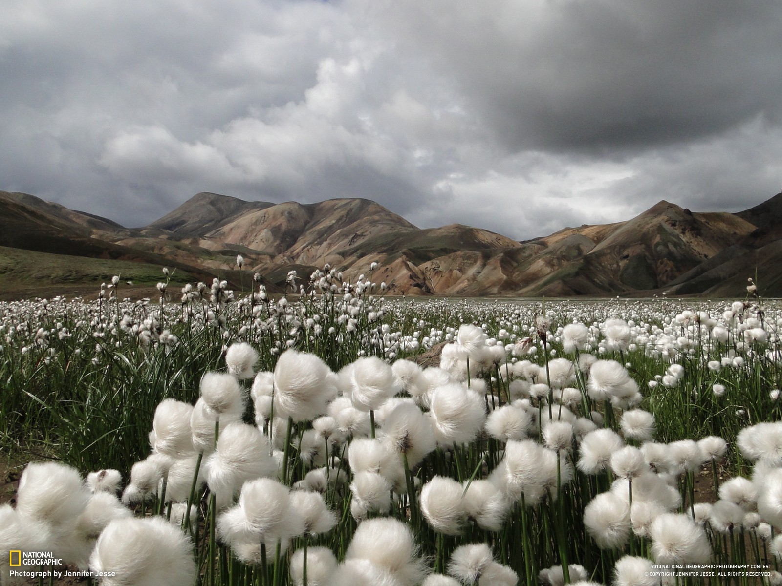 National Geographic, Landscape, Mountains, Iceland, Field, White flowers, Flowers Wallpaper