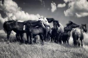 animals, Horse, Monochrome