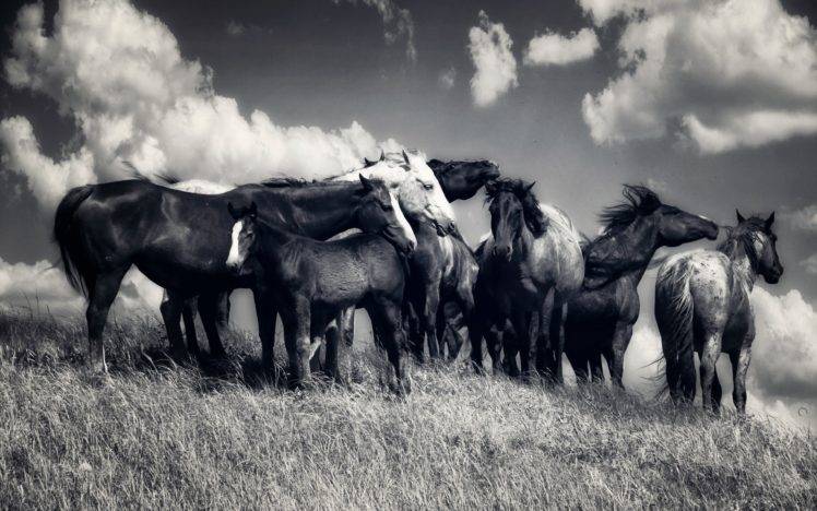 animals, Horse, Monochrome HD Wallpaper Desktop Background