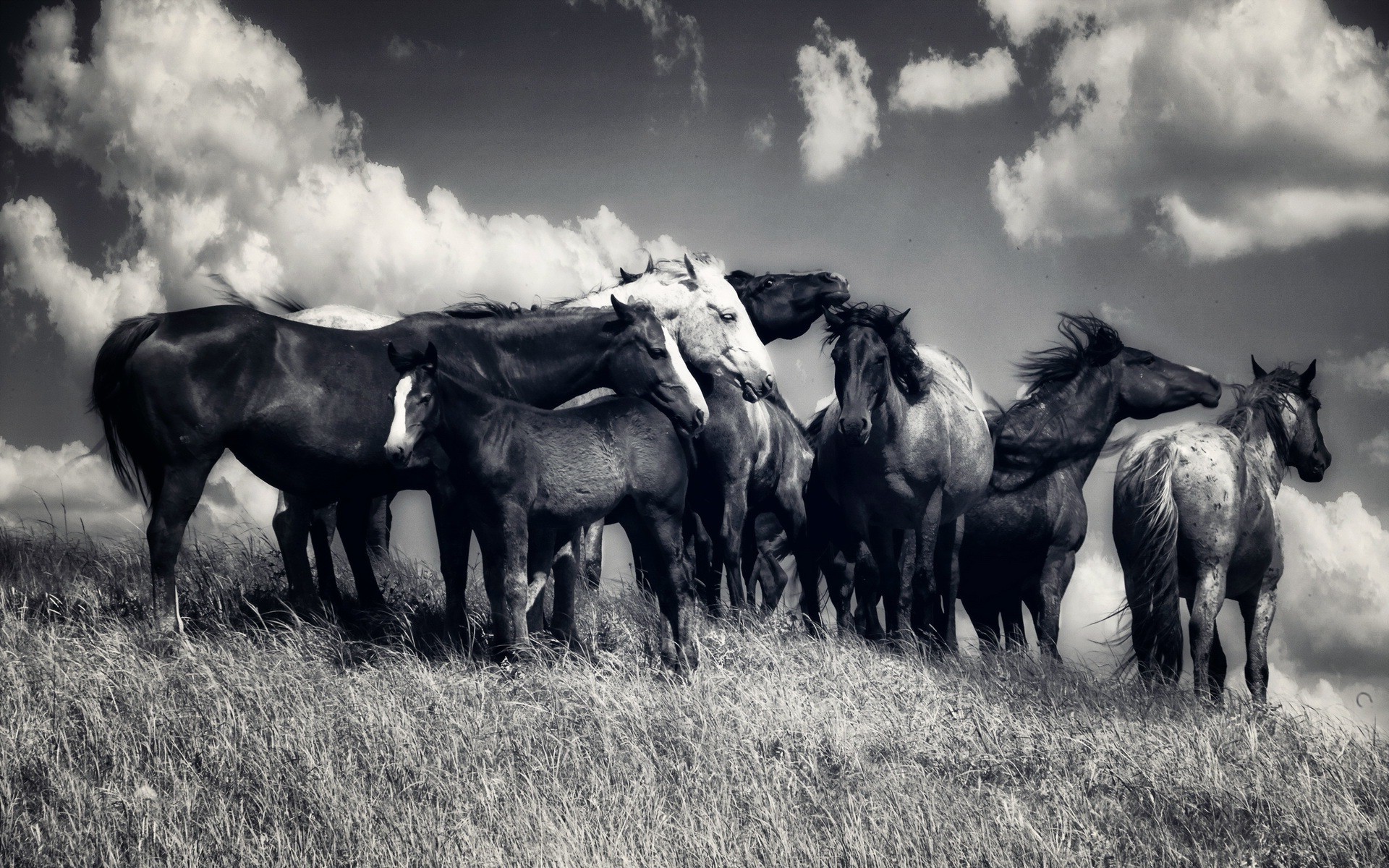 animals, Horse, Monochrome Wallpaper