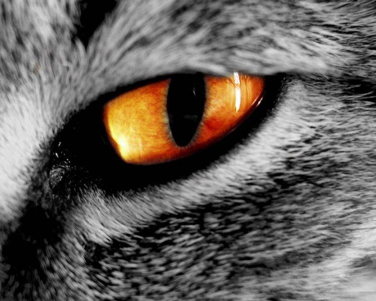 eyes, Cat, Animals HD Wallpaper Desktop Background