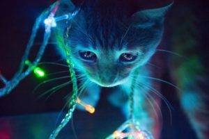 cat, Neon, Lights, Macro, Animals, Christmas lights