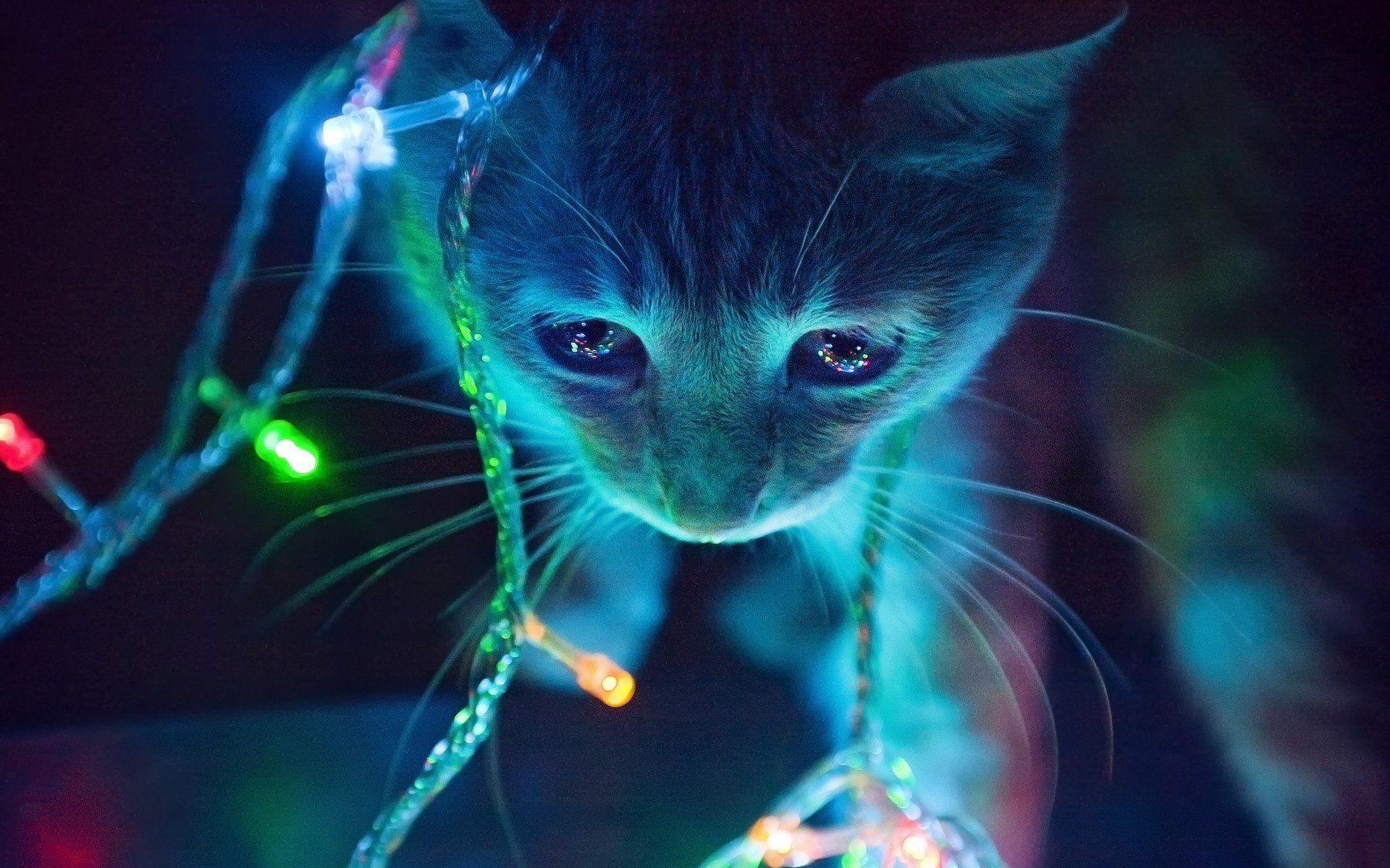 cat, Neon, Lights, Macro, Animals, Christmas lights Wallpaper