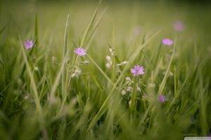 flowers, Grass, Nature
