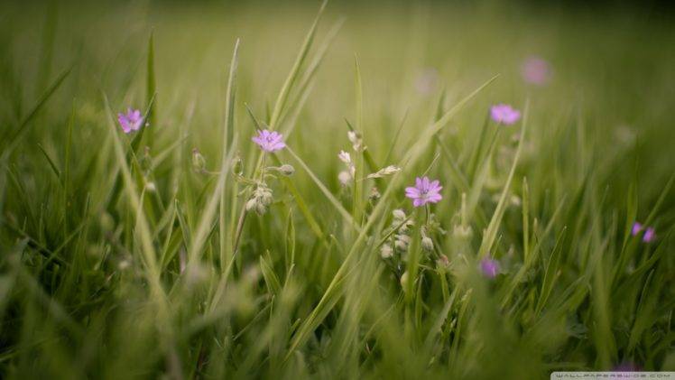 flowers, Grass, Nature HD Wallpaper Desktop Background