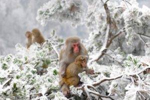 animals, Nature, Japan, Winter, Apes, Snow, Cold