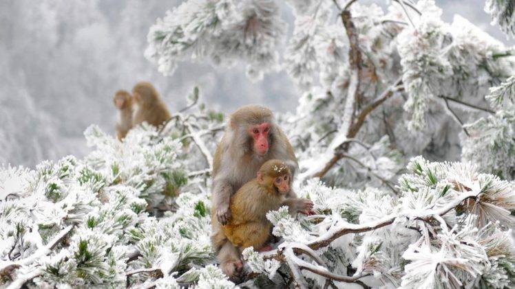 animals, Nature, Japan, Winter, Apes, Snow, Cold HD Wallpaper Desktop Background