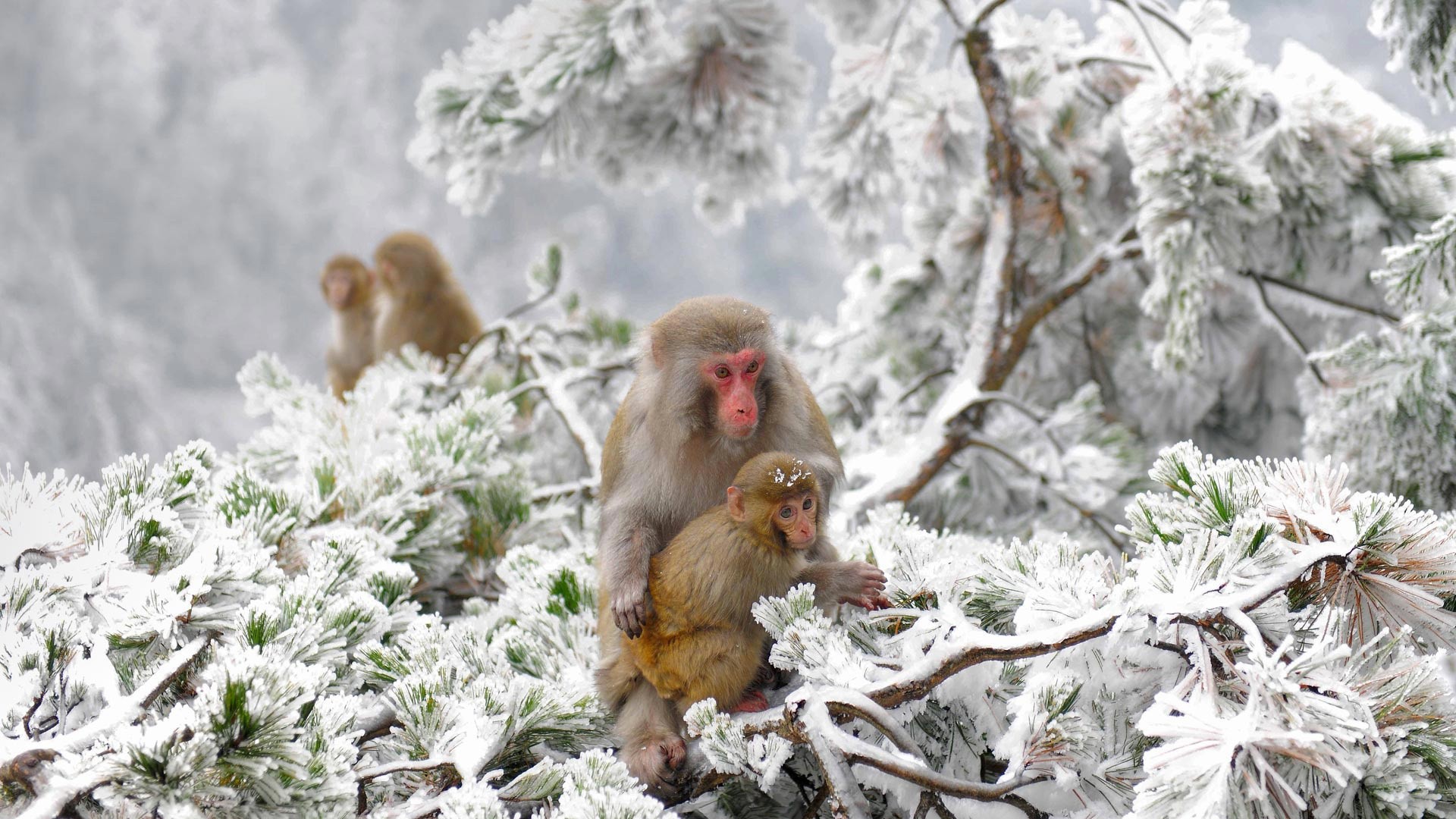 animals, Nature, Japan, Winter, Apes, Snow, Cold Wallpaper
