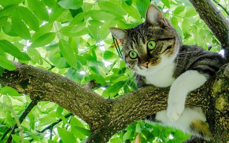 green eyes, Cat, Animals, Trees, Leaves HD Wallpaper Desktop Background
