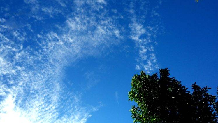 sky, Clouds, Sun rays, Tree bark HD Wallpaper Desktop Background