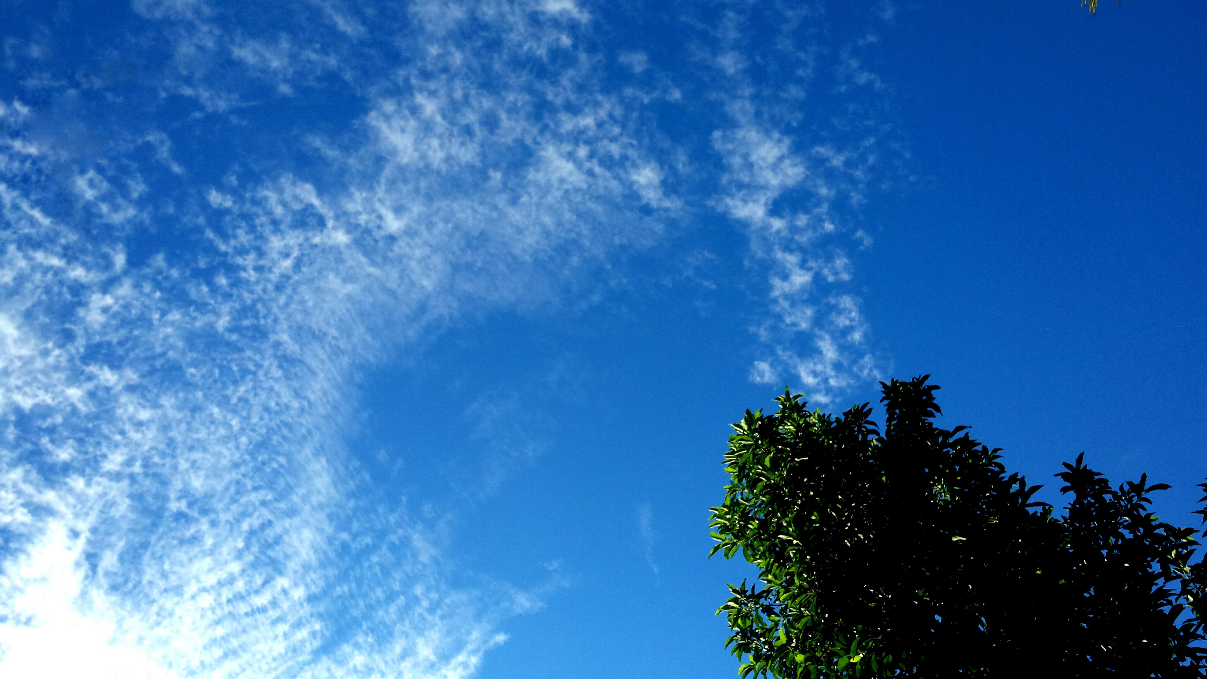 sky, Clouds, Sun rays, Tree bark Wallpaper